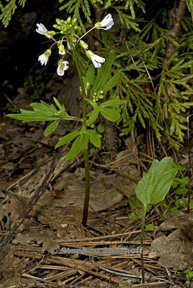 cardamine californica 4 graphic